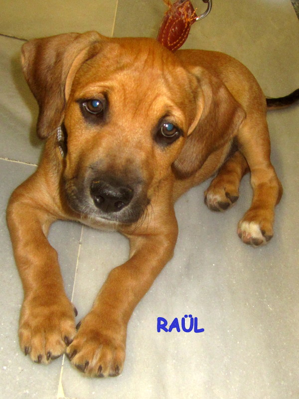 RAÜL -