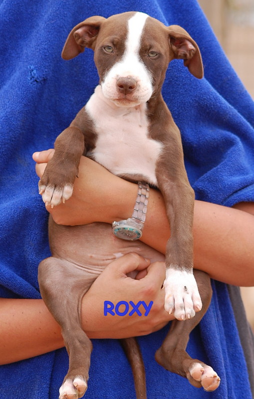 ROXYR1