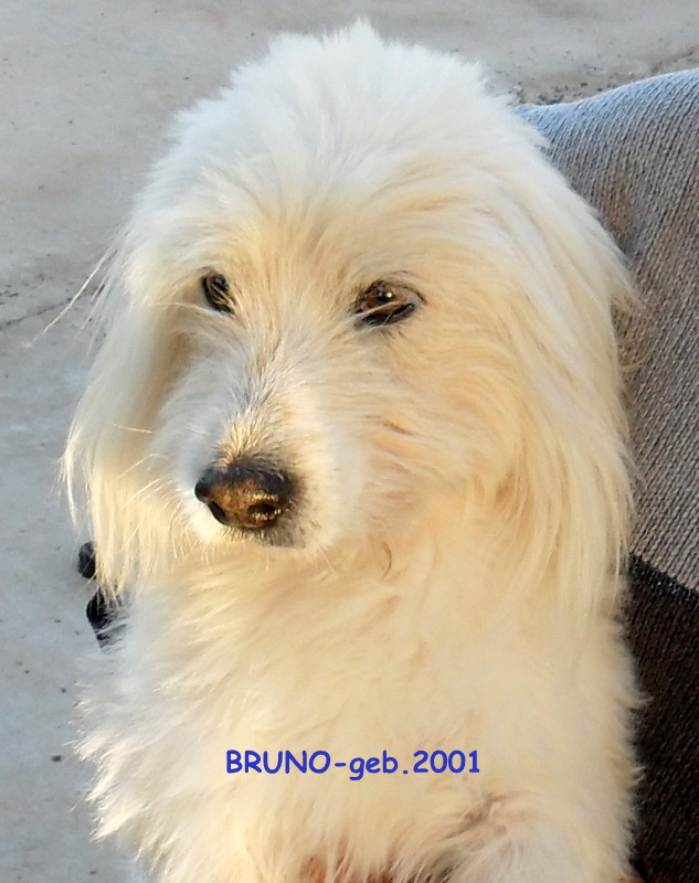 bruno