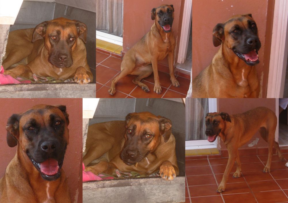 kyra-boxer-girl