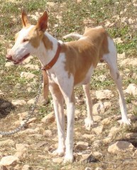 podenco-z